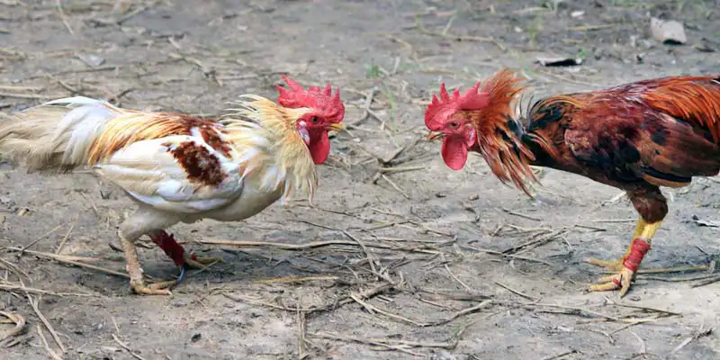 Chơi đúng cách, chọn đúng chiến kê giúp gia tăng cơ hội trúng đậm